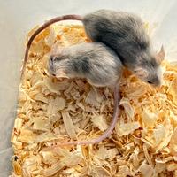 Topolini ballerini da compagnia