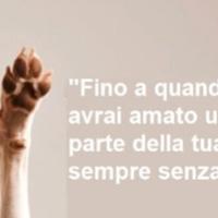 Dogsiter privato sarei disposto anche da subito