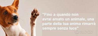 Dogsiter privato sarei disposto anche da subito