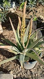 Piante Aloe e ficodindia nel mastello