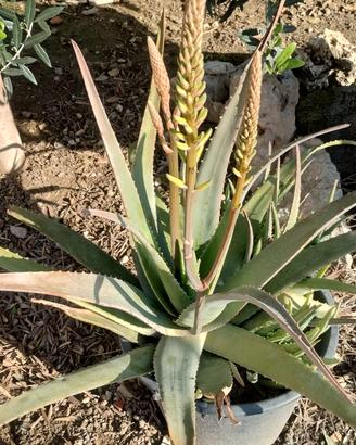 Piante Aloe e ficodindia nel mastello