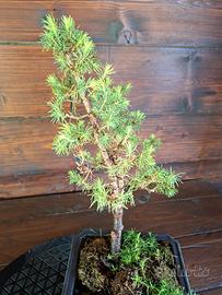 Bonsai di Picea Conica