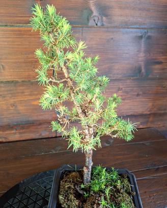 Bonsai di Picea Conica
