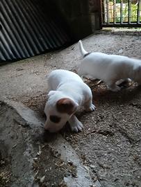 Jack russell