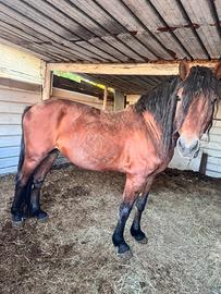 Cavallo