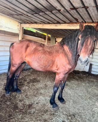 Cavallo