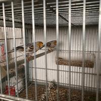 Canarino maschio Agata