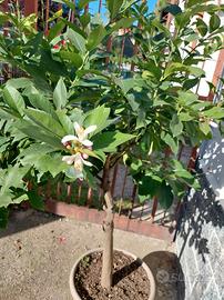pianta limone