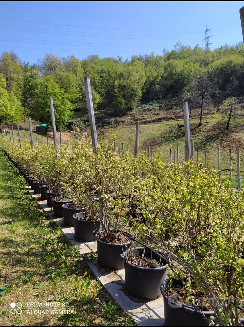 Terreno agricolo a trescore balneario - Vista 6