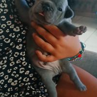 Bulldog francese