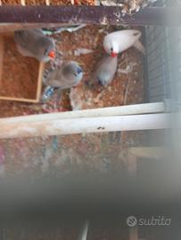 Uccellini diamantini