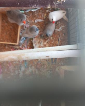 Uccellini diamantini