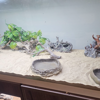 8 Chalcides sepsoide (detti scinketti)