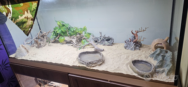 8 Chalcides sepsoide (detti scinketti)