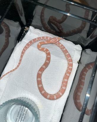 Serpenti del grano