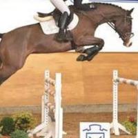 Cavalla Holsteiner 2010