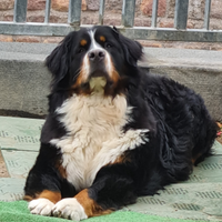 Bovaro del Bernese