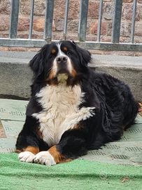 Bovaro del Bernese