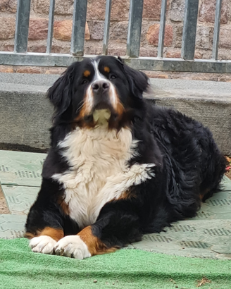 Bovaro del Bernese