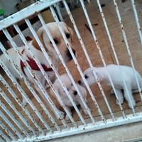 Adozione cuccioli incrocio labrador/ simil