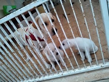 Adozione cuccioli incrocio labrador/ simil