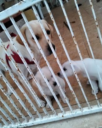 Adozione cuccioli incrocio labrador/ simil