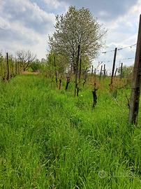 Terreno agricolo