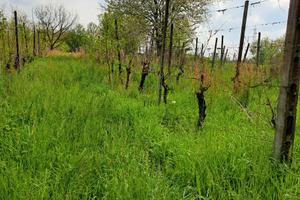 Terreno agricolo