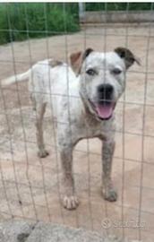 Mix molossino 3anni dal recinto al rifugioCALABRIA