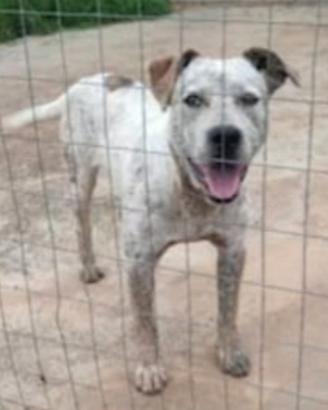 Mix molossino 3anni dal recinto al rifugioCALABRIA