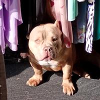 American bully pocket EXTREME
