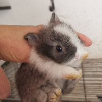 Coniglietti nani testa di leone