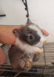 Coniglietti nani testa di leone