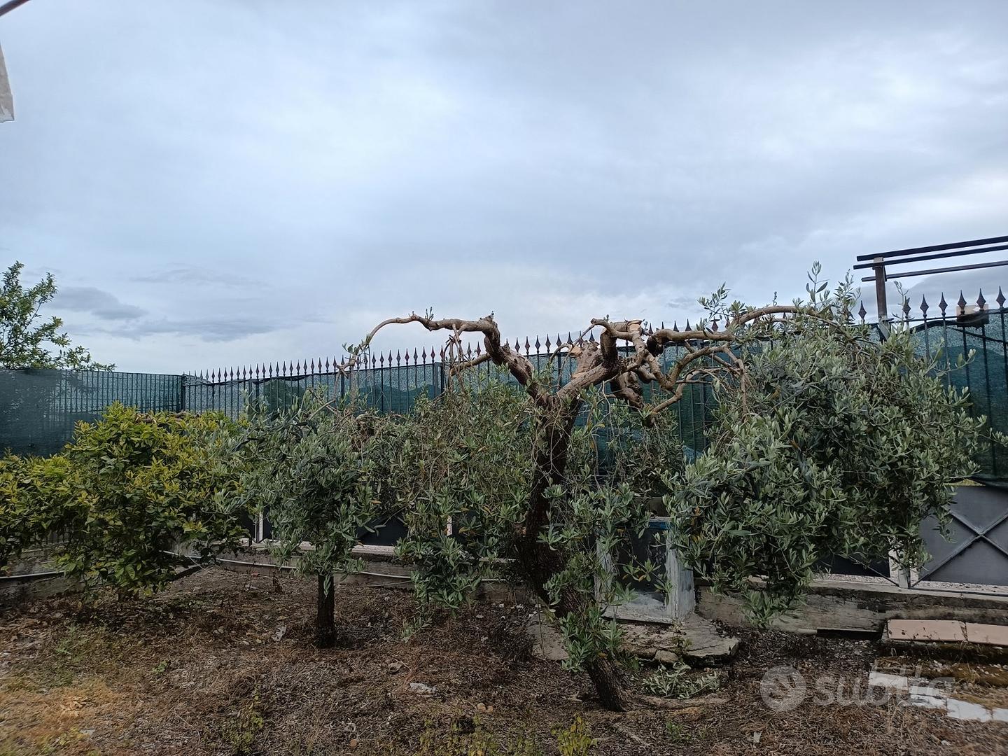 Terreno adatto per ZES - Vista 2