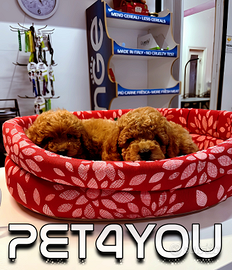 Cuccioli di taglia piccolissima ANCHE A RATE