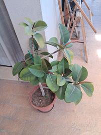 ficus elastica pianta della gomma