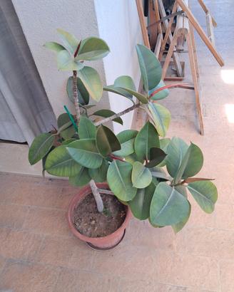 ficus elastica pianta della gomma