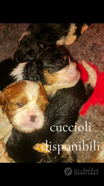 Cuccioli cavalier king