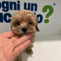Maltipoo mini toy fulvo barboncino maltese