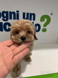 Maltipoo mini toy fulvo barboncino maltese