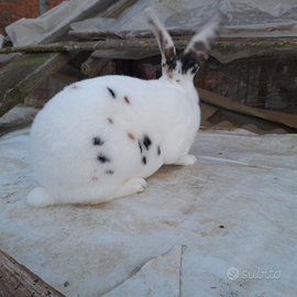 Conigli rex dalmata tricolore