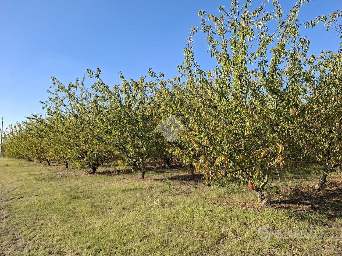 TER. AGRICOLO A CASTELFRANCO EMILIA - Vista 4