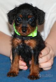 Pinny-poo pin poo poodle pinscher barboncino