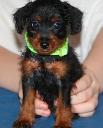 Pinny-poo pin poo poodle pinscher barboncino