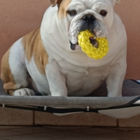 Bulldog inglese monta