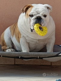 Bulldog inglese monta