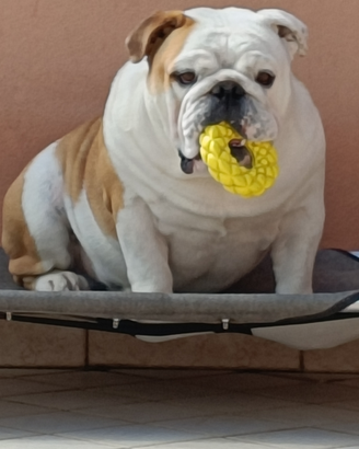 Bulldog inglese monta