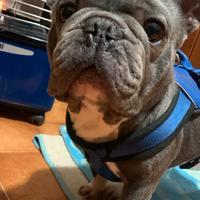 Bouledogue francese