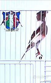 Canarini Arlecchino Portoghese