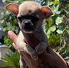chihuahua-messicano